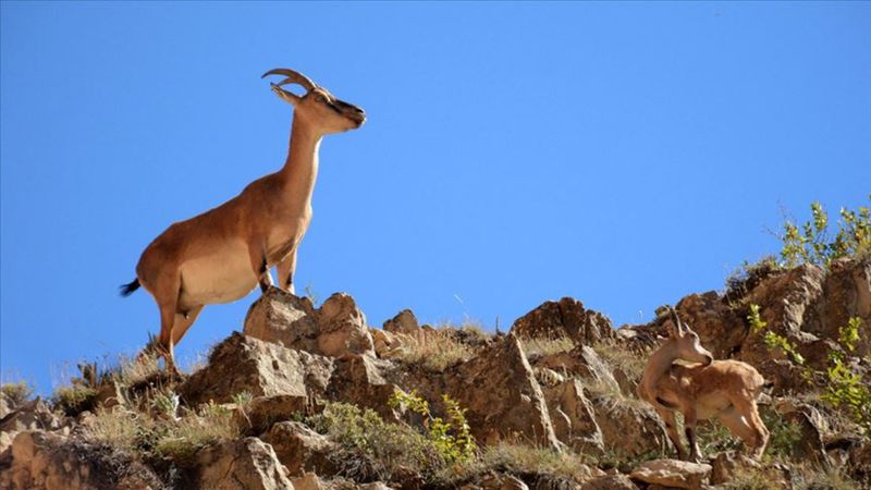 Bitlis'te yaban keçisi avlayan kişiye 966 bin lira ceza