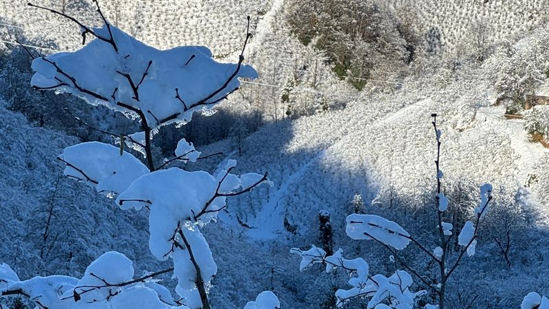 Ordu'da kar yağışı fındığa yaradı