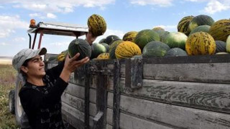 Mihriban, kavun tarlasından Avrupa Şampiyonası'na koşuyor