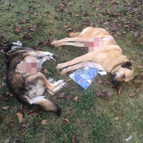 köpek mezarlığı
