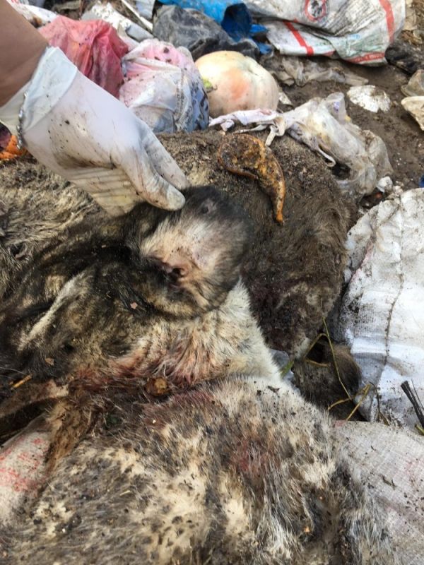 Çöplükte kulakları kesik çok sayıda ölü köpek bulundu