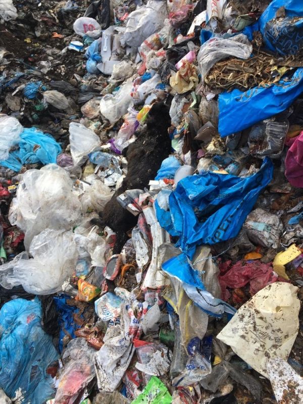 Çöplükte kulakları kesik çok sayıda ölü köpek bulundu