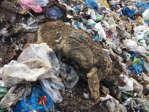Çöplükte kulakları kesik çok sayıda ölü köpek bulundu