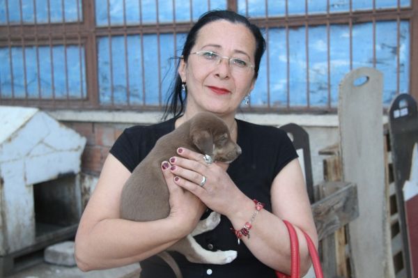 Çöplükte kulakları kesik çok sayıda ölü köpek bulundu