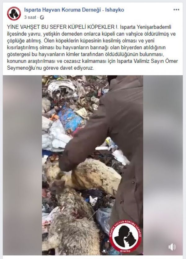 Çöplükte kulakları kesik çok sayıda ölü köpek bulundu