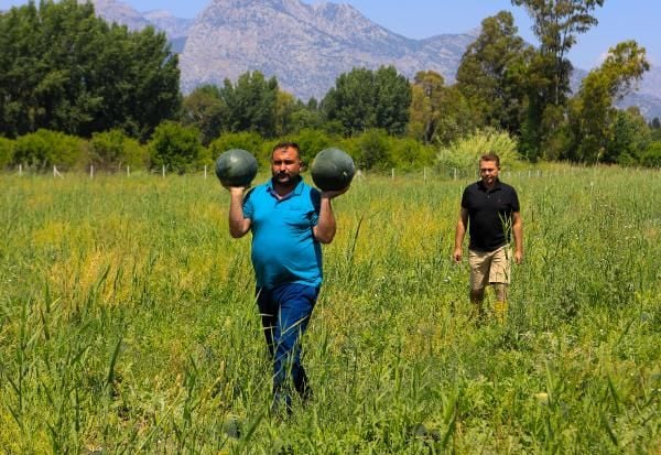 Antalya'da çiftçinin 500 ton karpuzu elinde kaldı