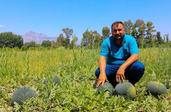 Antalya'da çiftçinin 500 ton karpuzu elinde kaldı