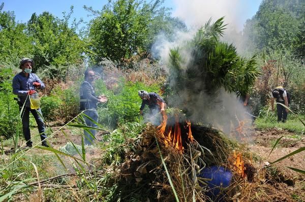 Diyarbakır'da dikili 2 bin kök Hint keneviri yakalandı