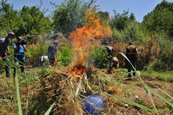 Diyarbakır'da dikili 2 bin kök Hint keneviri yakalandı