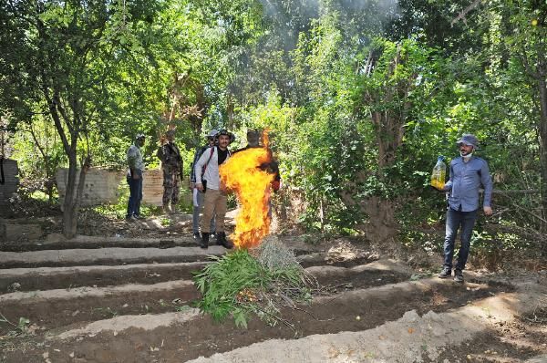 Diyarbakır'da dikili 2 bin kök Hint keneviri yakalandı