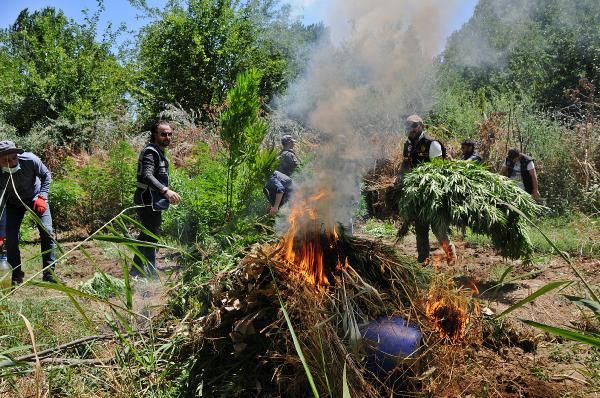 Diyarbakır'da dikili 2 bin kök Hint keneviri yakalandı