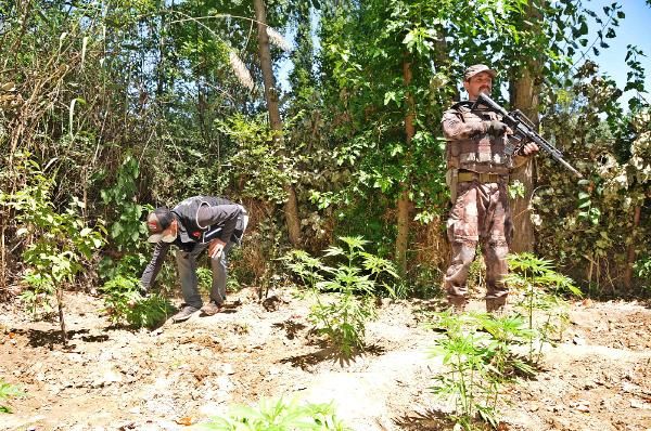 Diyarbakır'da dikili 2 bin kök Hint keneviri yakalandı