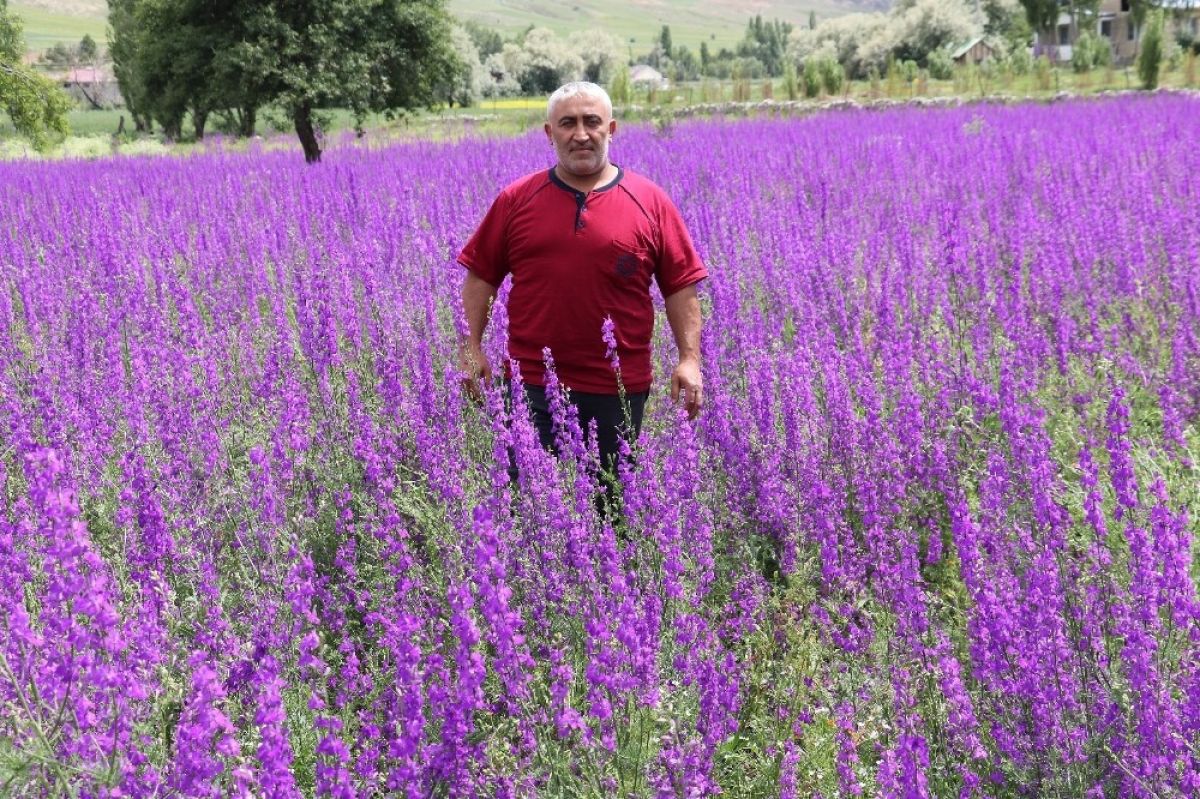 Sivas Ta Acan Mor Cicekleri Gorenler Fotograf Icin Kostu