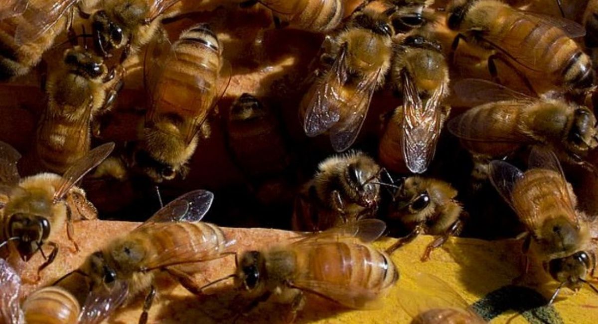 Что используют пчелы. Новое открытие пчелы. Можн ли употреблять пчелиную обножкуопри гератите ц.