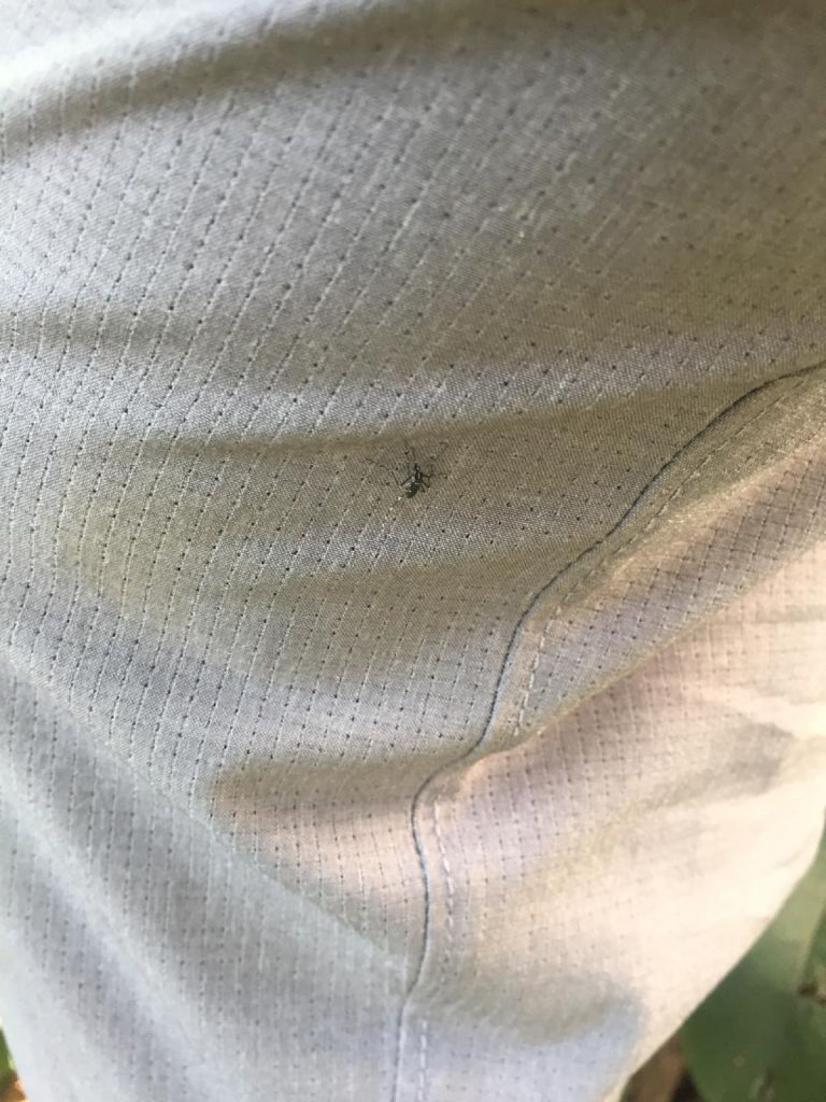 İstanbul�da Asya Kaplan Sivrisineği alarmı