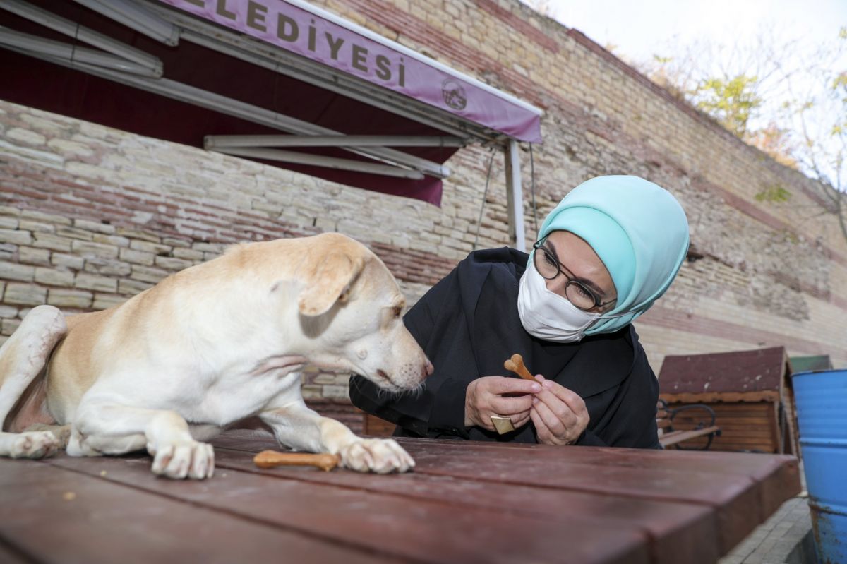 Engelli köpek Leblebi yi Emine Erdoğan sahiplendi #3