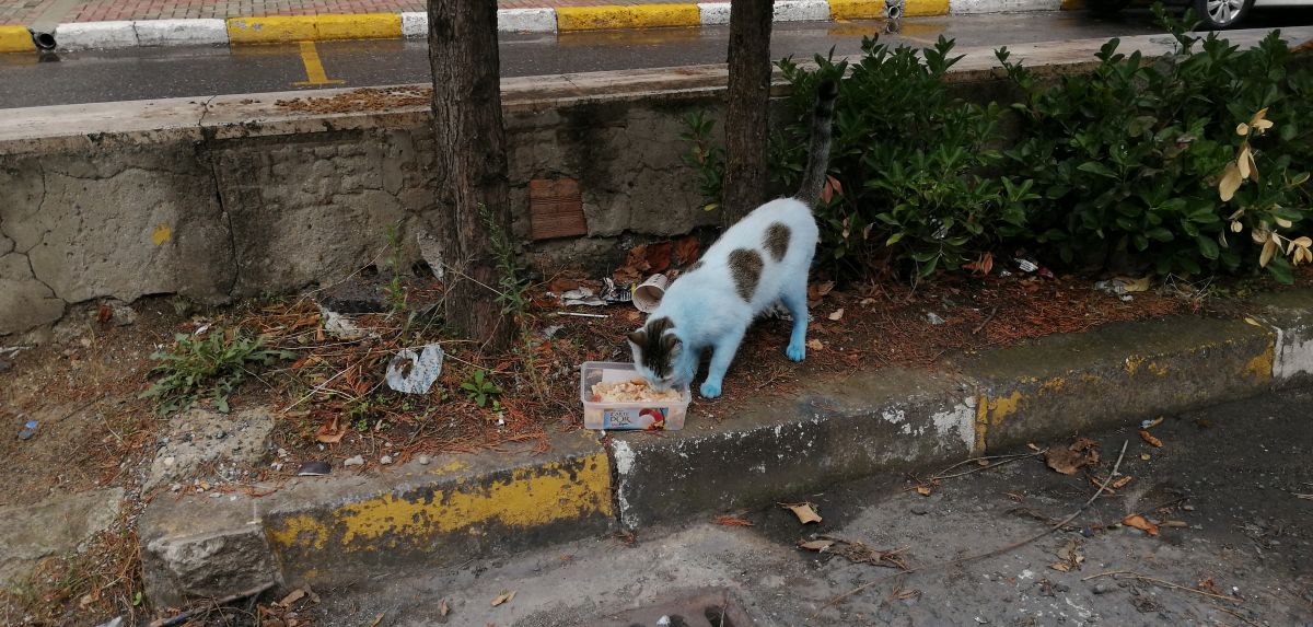 Blue cats that surprise those who see it in Küçükçekmece # 7