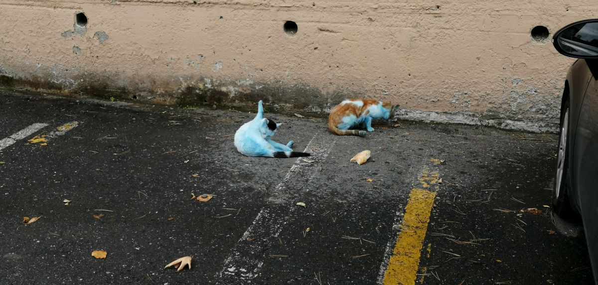 Blue cats that surprise those who see it in Küçükçekmece # 3