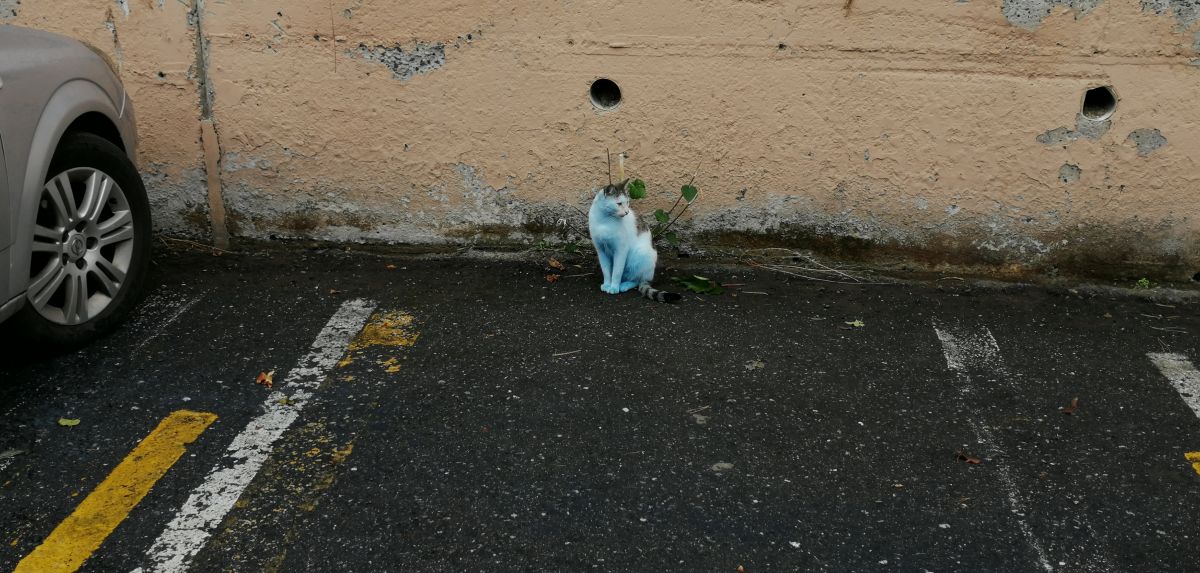 Blue cats that surprise those who see it in Küçükçekmece # 2