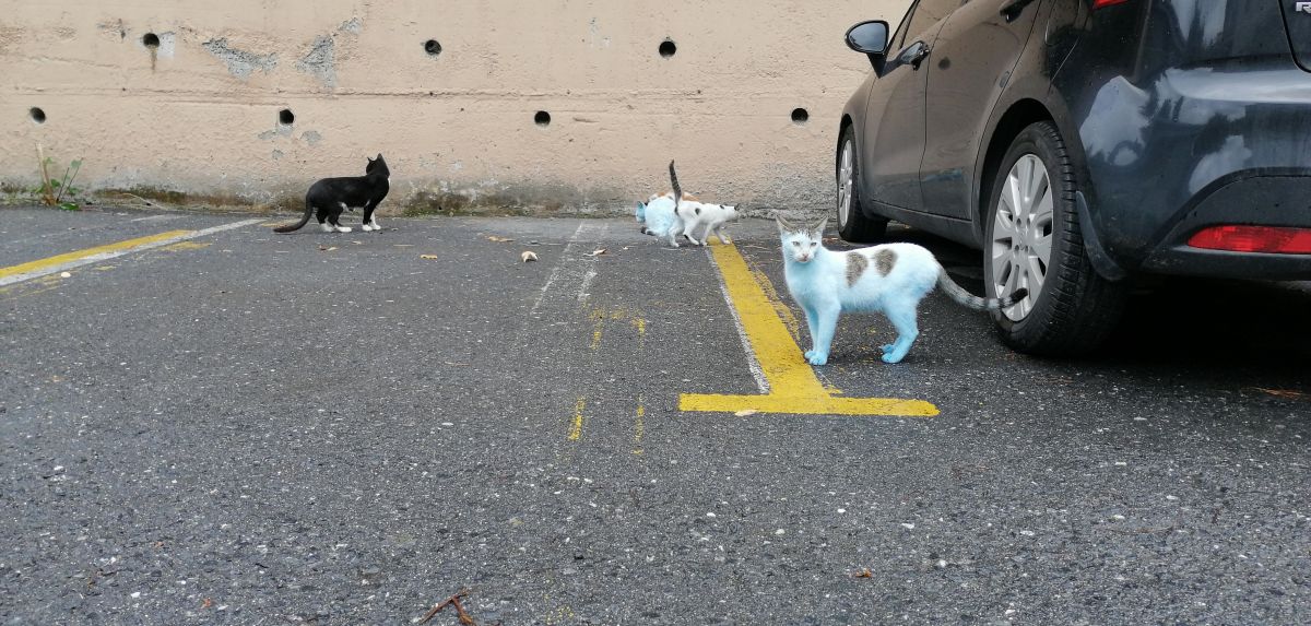 Blue cats that surprise those who see it in Küçükçekmece # 9