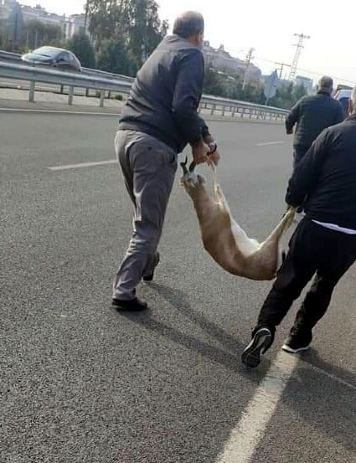 He took the gazelle hit by the vehicle to the vet in İzmir and disappeared # 3