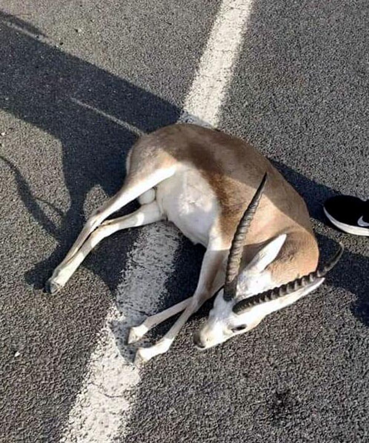 In Izmir, he took the gazelle hit by the vehicle to the vet and disappeared # 4