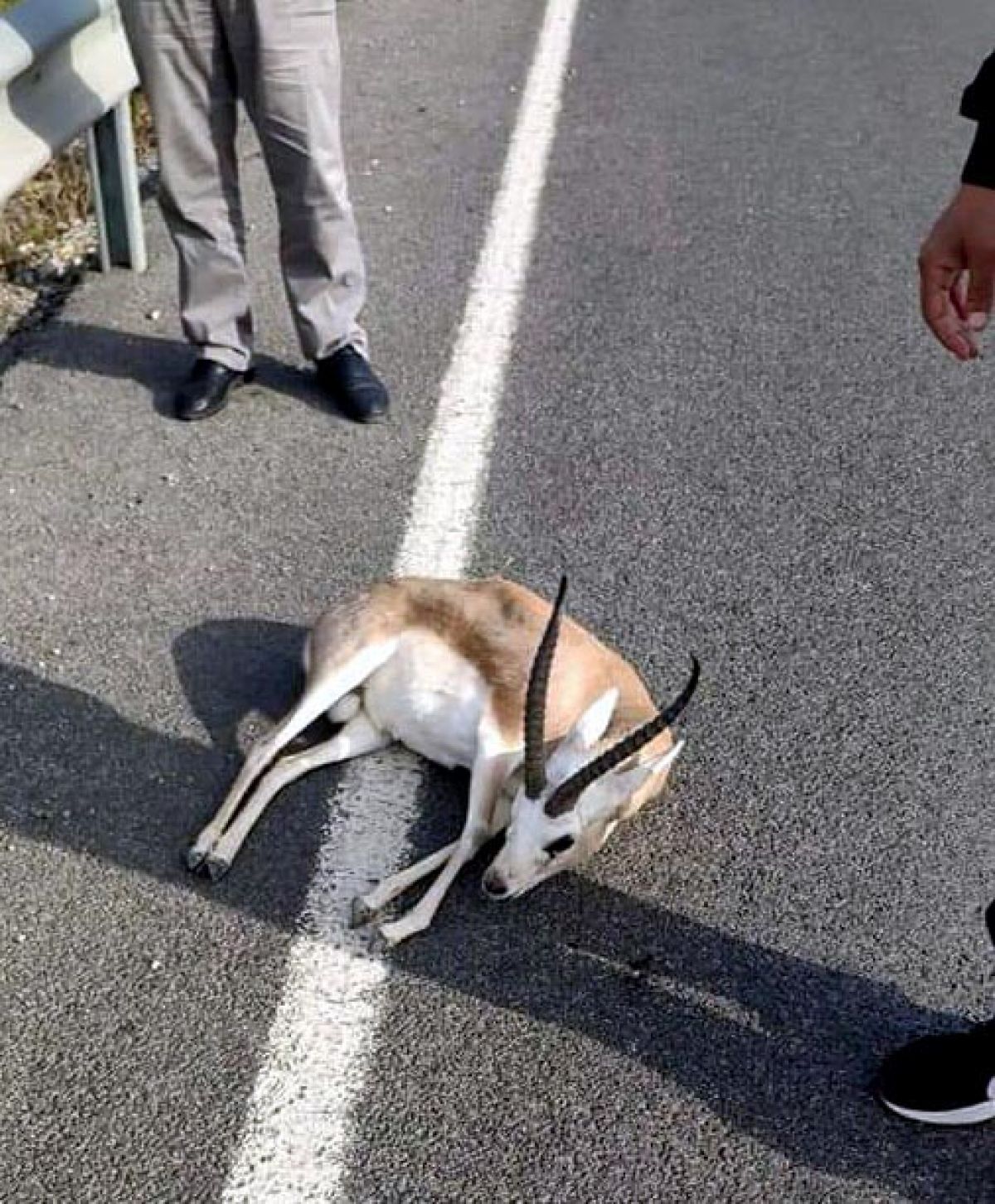 In Izmir, he took the gazelle hit by the vehicle to the vet and disappeared # 2