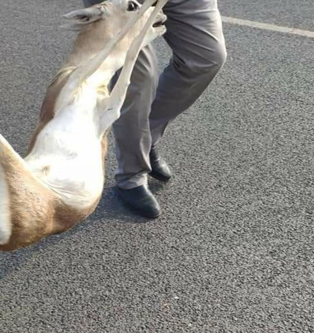 In Izmir, he took the gazelle hit by the vehicle to the vet and disappeared # 5