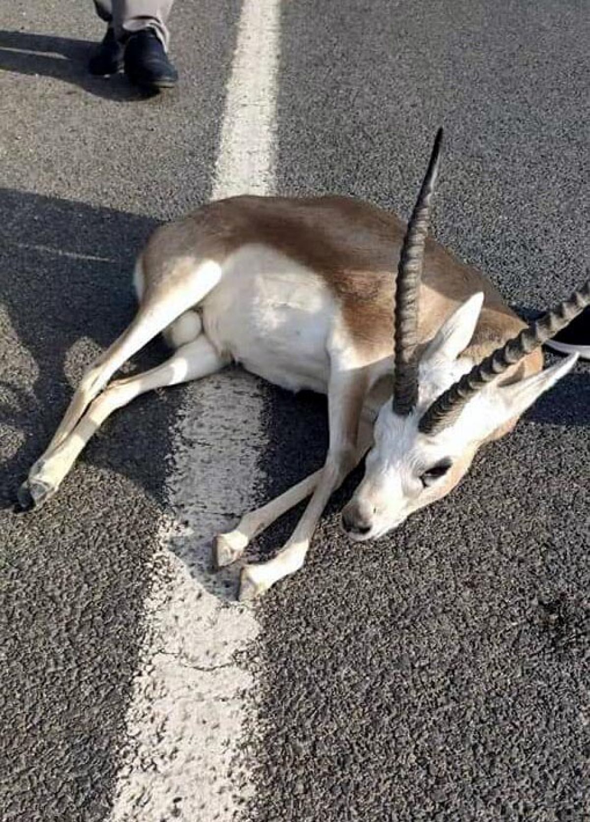 Took the gazelle hit by the vehicle to the vet in İzmir and disappeared # 1