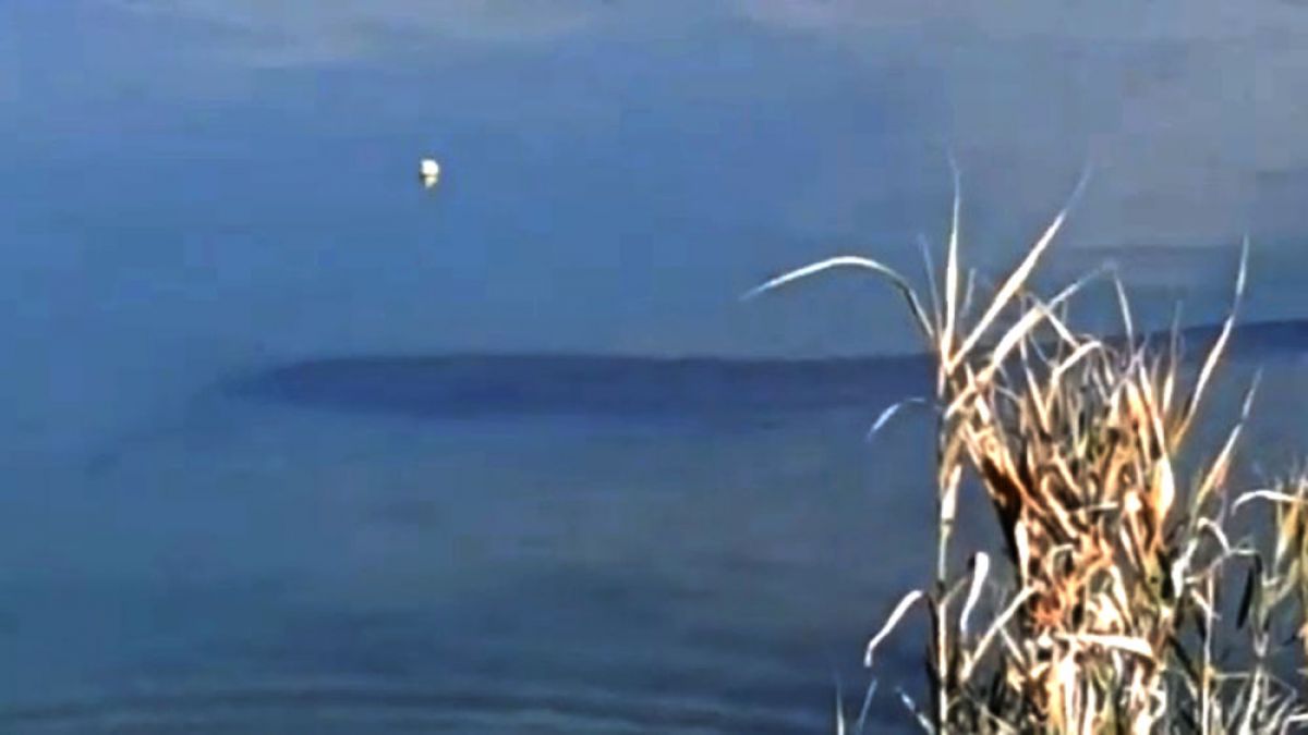 Giant catfish in Lake Tödürge scares the birds # 1