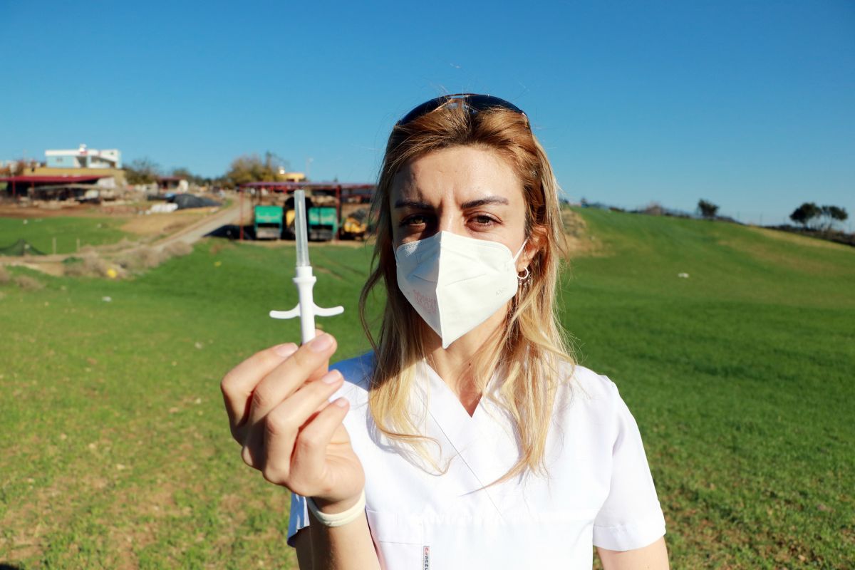 Adana da kaçak kesimler, at, eşek ve katırlara çip takılarak önlenecek #5