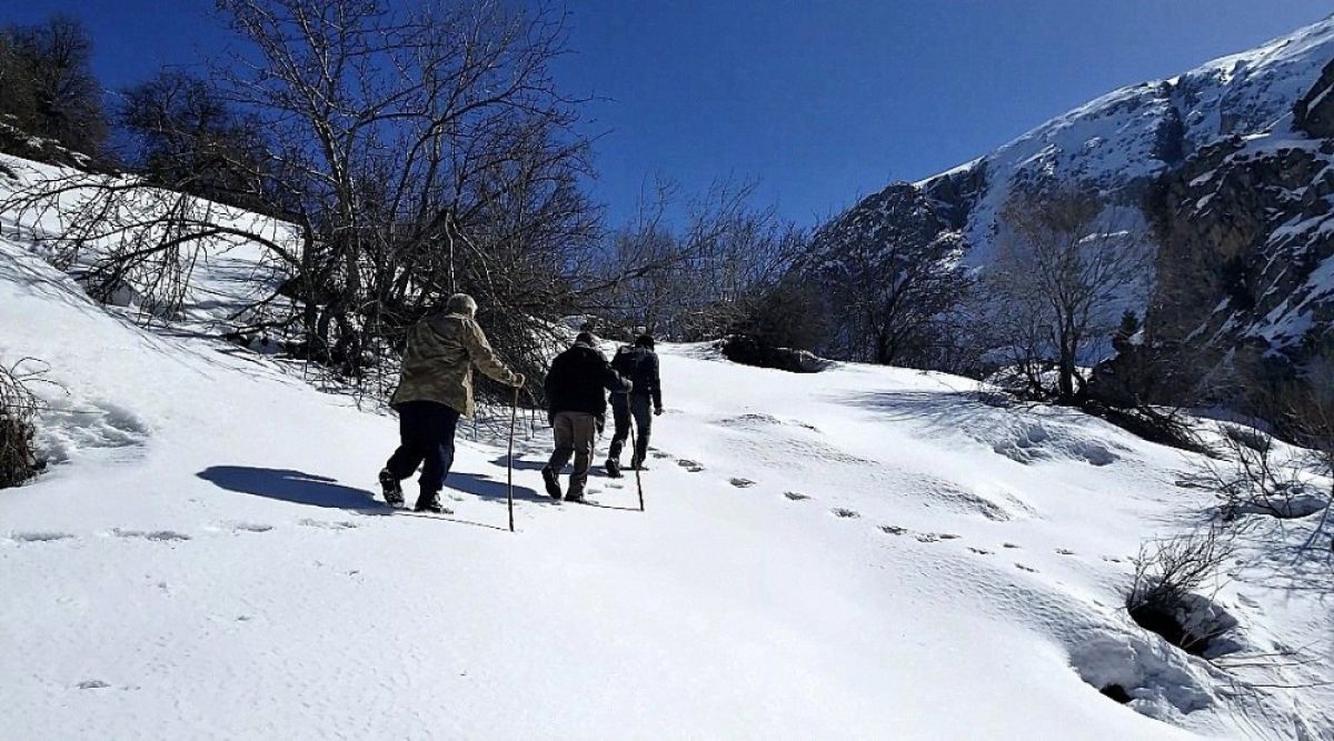 They heard the wolf in the snowy land in Erzincan # 4