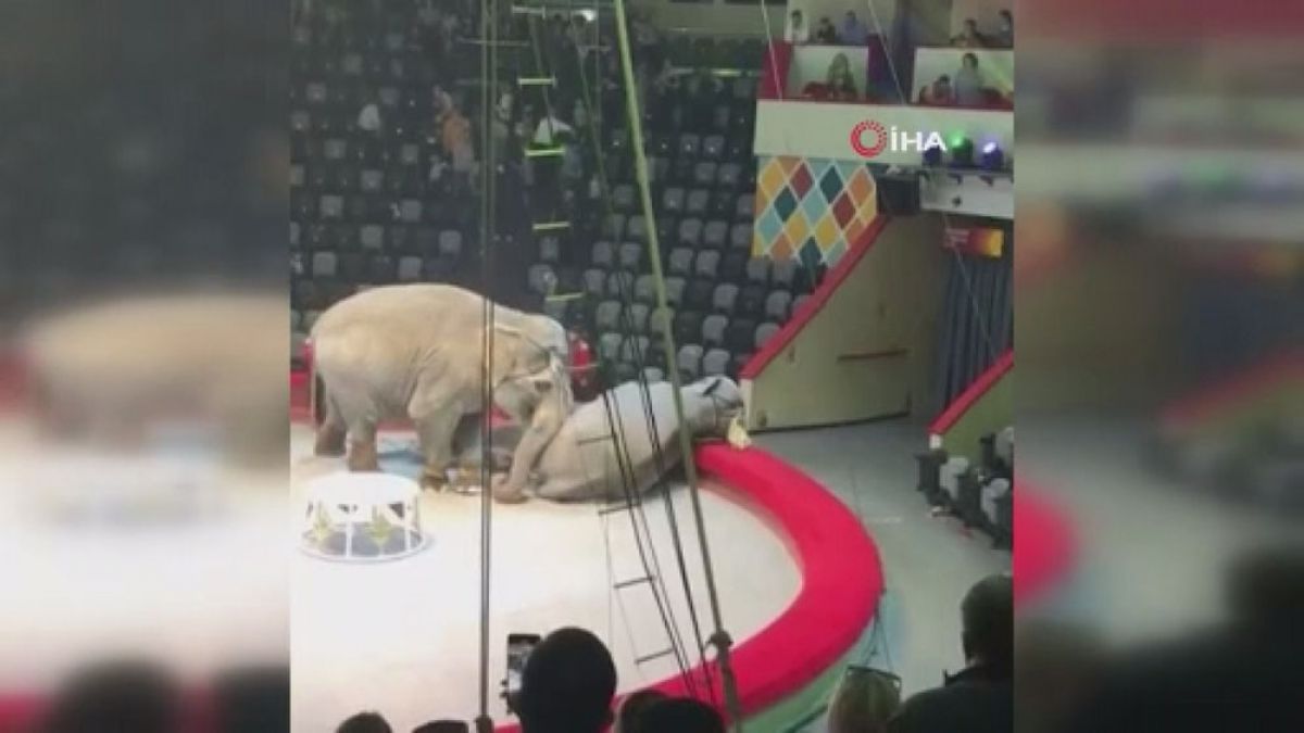 Reaction of the audience to 2 elephants fighting in the circus -1