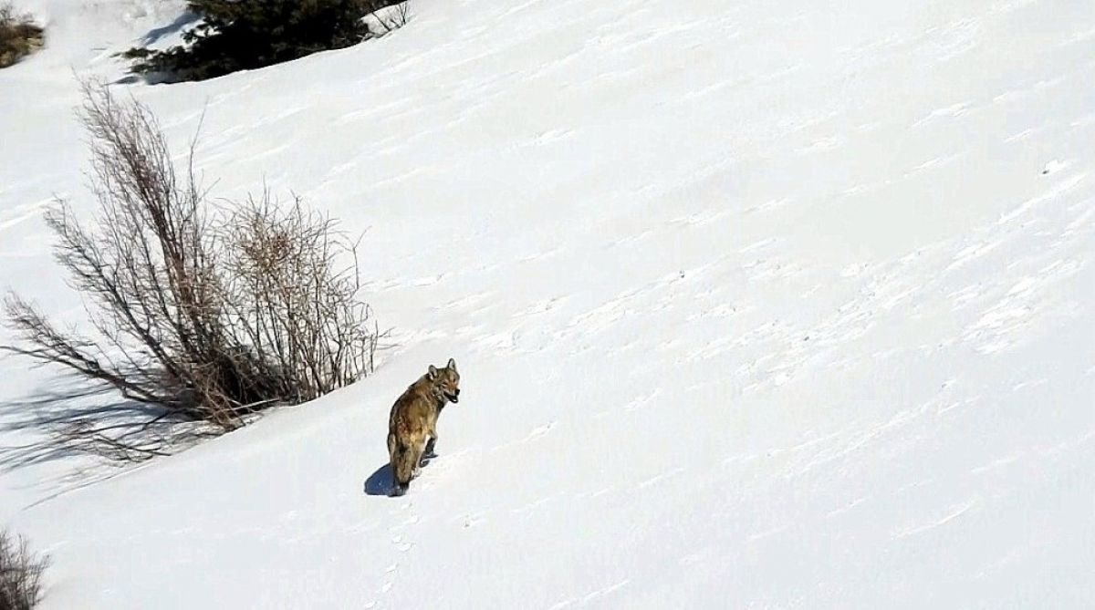 They heard the wolf in the snowy land in Erzincan # 2