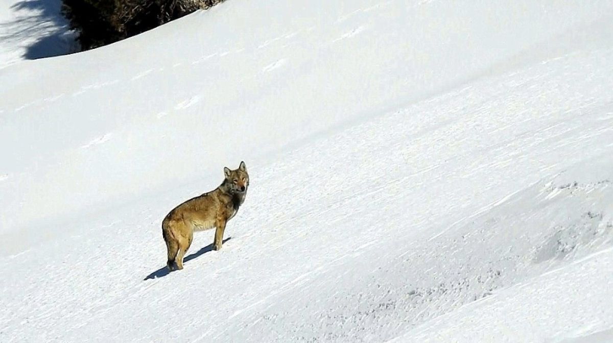 In Erzincan, they heard the wolf on snowy land # 1