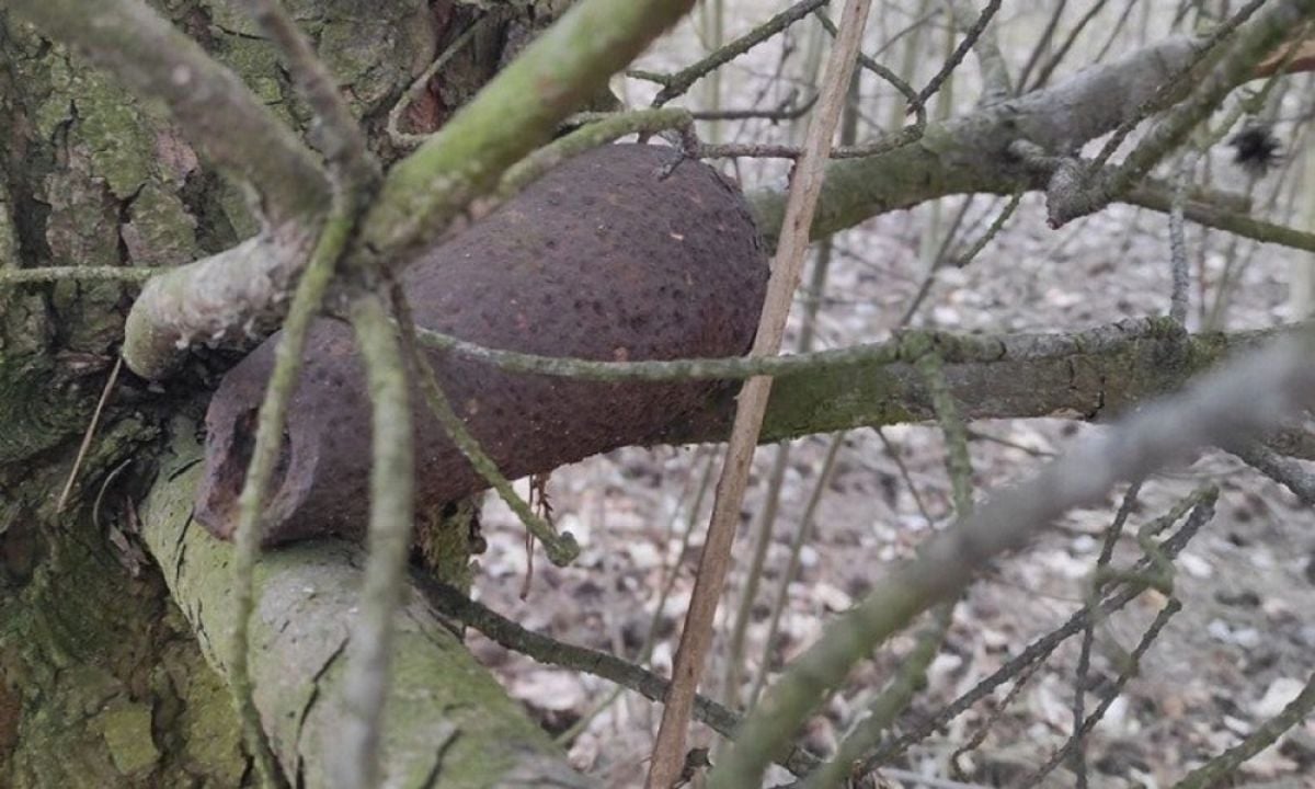 WWII bomb found in a tree in Poland #1