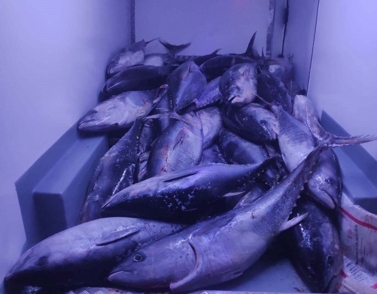 Beylikdüzü’nde kaçak avlanan 2,5 ton orkinosa ele konuldu #2