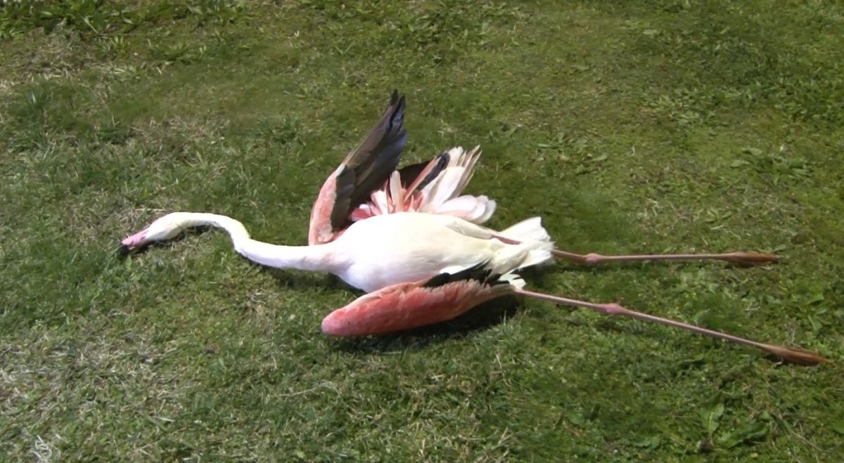 İzmir’de 9 flamingo sahilde ölü bulundu #1
