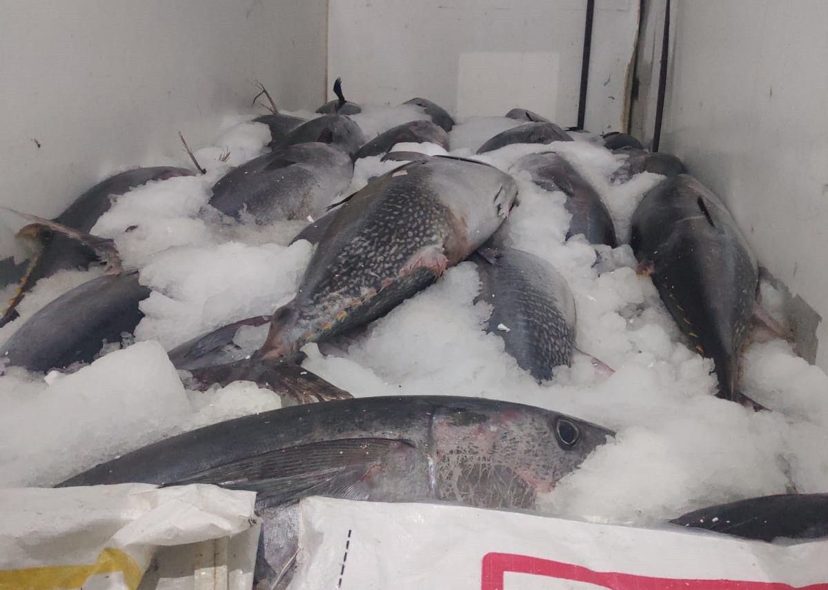 Beylikdüzü’nde kaçak avlanan 2,5 ton orkinosa ele konuldu #3