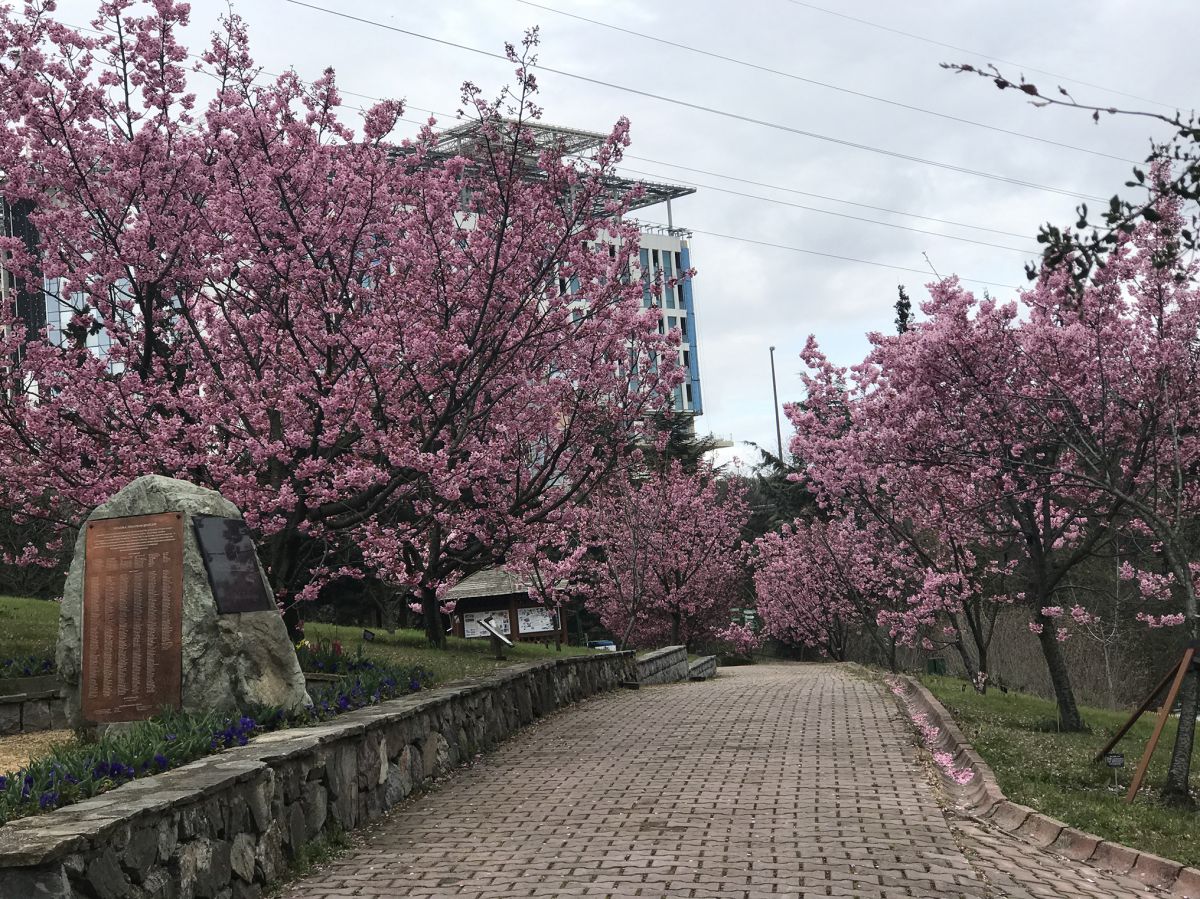 İstanbul'a baharın gelmesiyle sakura ağaçları çiçek açtı