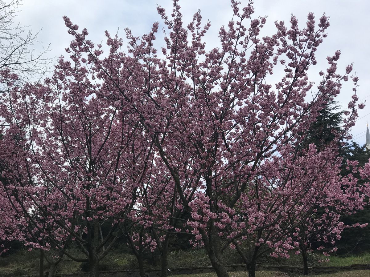 İstanbul'a baharın gelmesiyle sakura ağaçları çiçek açtı