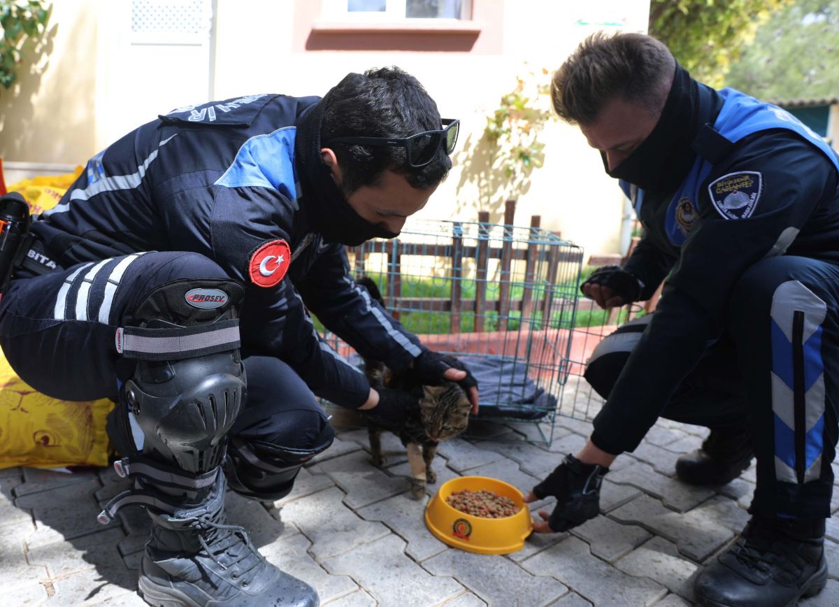 Gaziantep te kediyi çivili sopayla döven şahıs, mama karşılığında affedildi #6