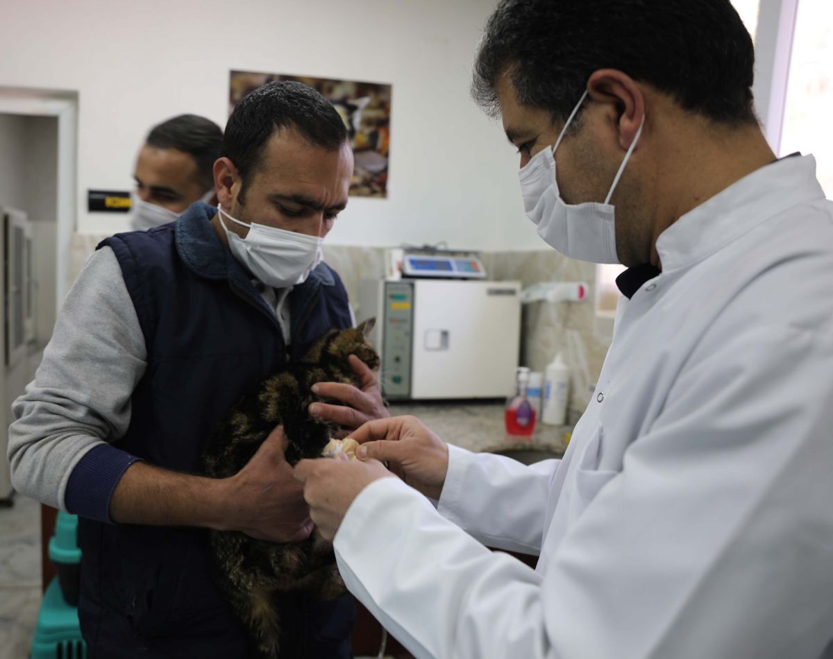Gaziantep te kediyi çivili sopayla döven şahıs, mama karşılığında affedildi #5