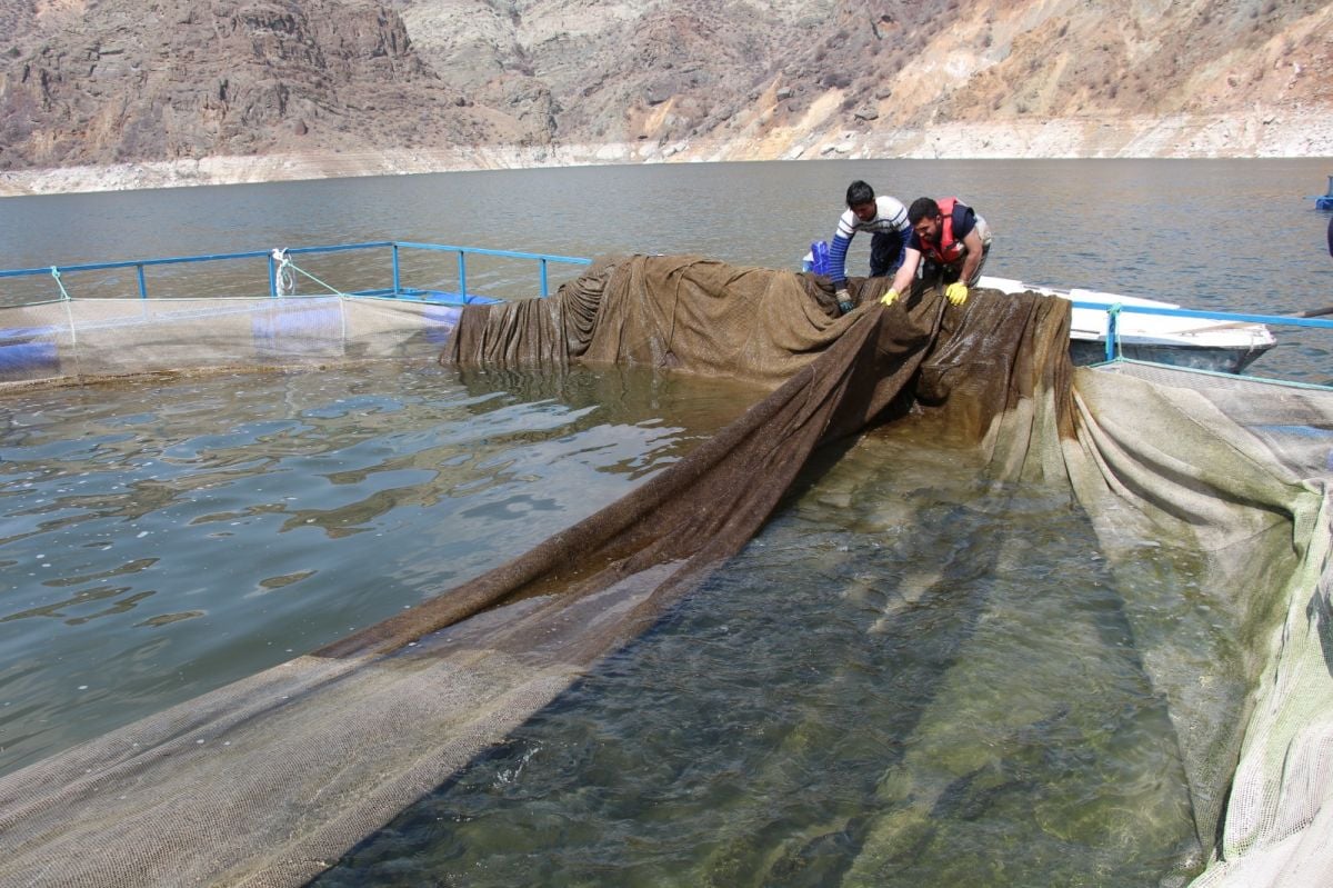 Erzurum'daki Ayvalı Baraj Gölü'nde alabalık ve somon üretimi başladı