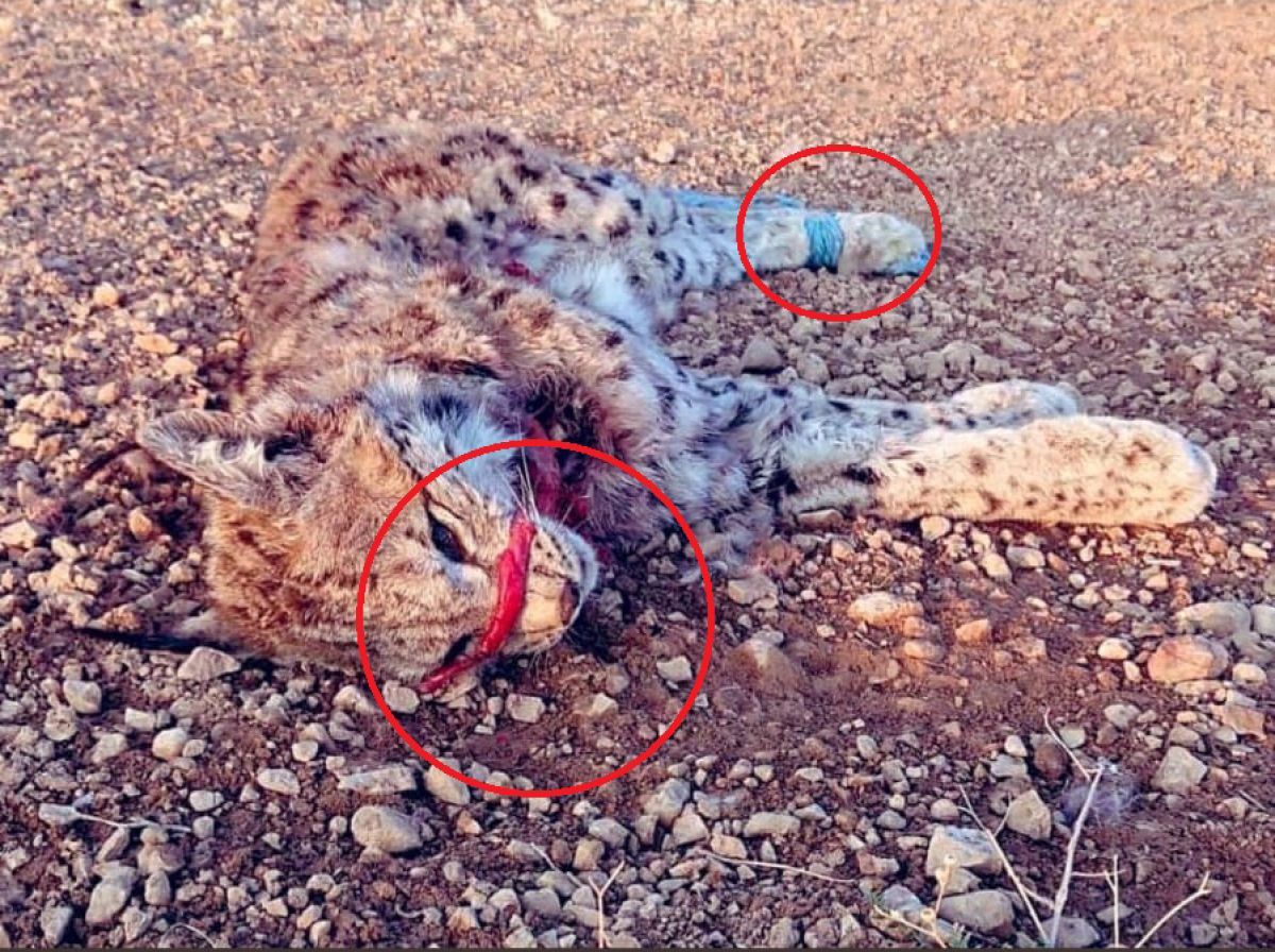 Niğde'de nesli tükenmekte olan vaşak, ölü bulundu
