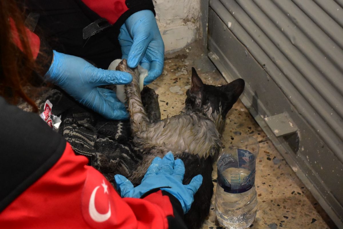 İzmir'de, alevlerin arasına giren kadın ile kurtarmak istediği kedisi yaralandı