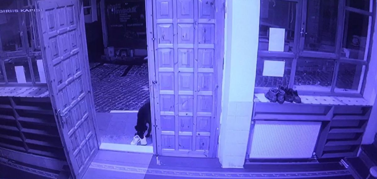 Sivas'ta camiden ayakkabı çalan köpek