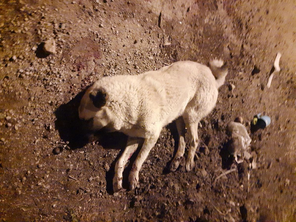 Mersin'de av tüfeğiyle vurulan 2 köpek telef oldu