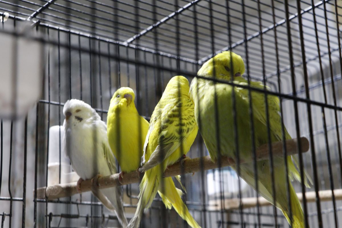 Çanakkale'deki hayvanseverin beslediği kuşların sayısı 50'ye ulaştı