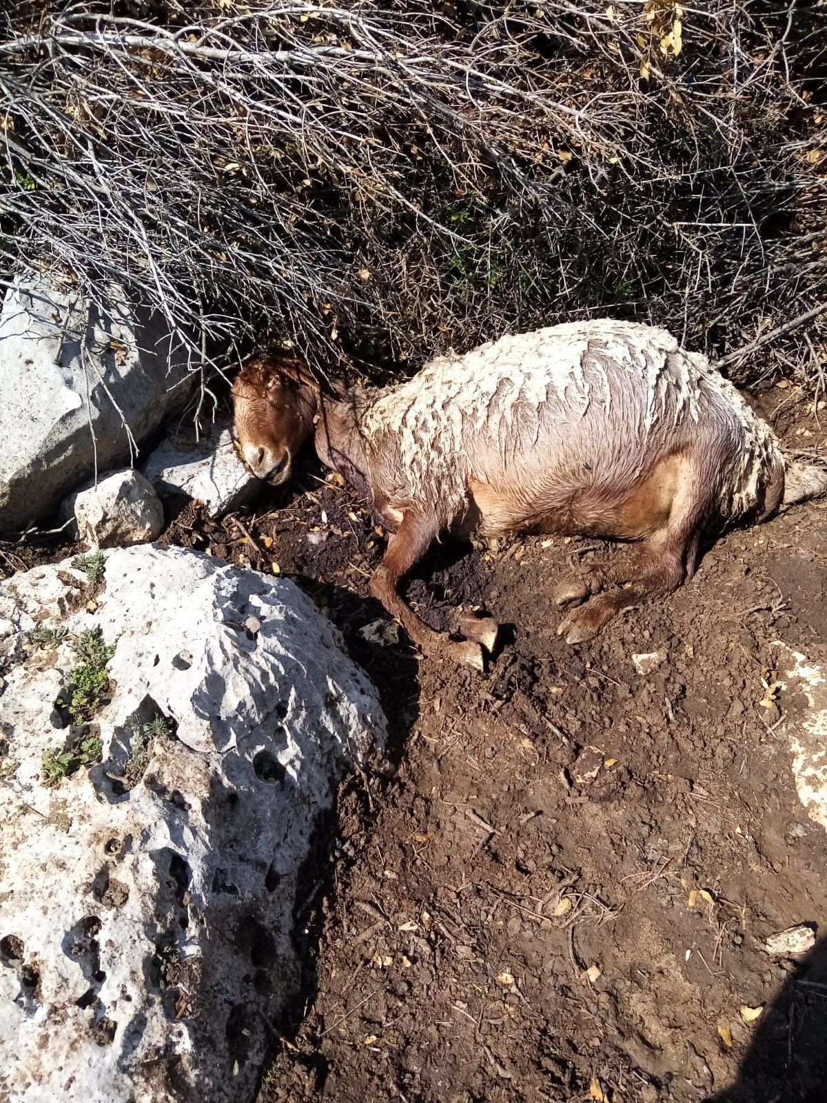 Mersin'de ahıra giren köpekler, koyunları telef etti